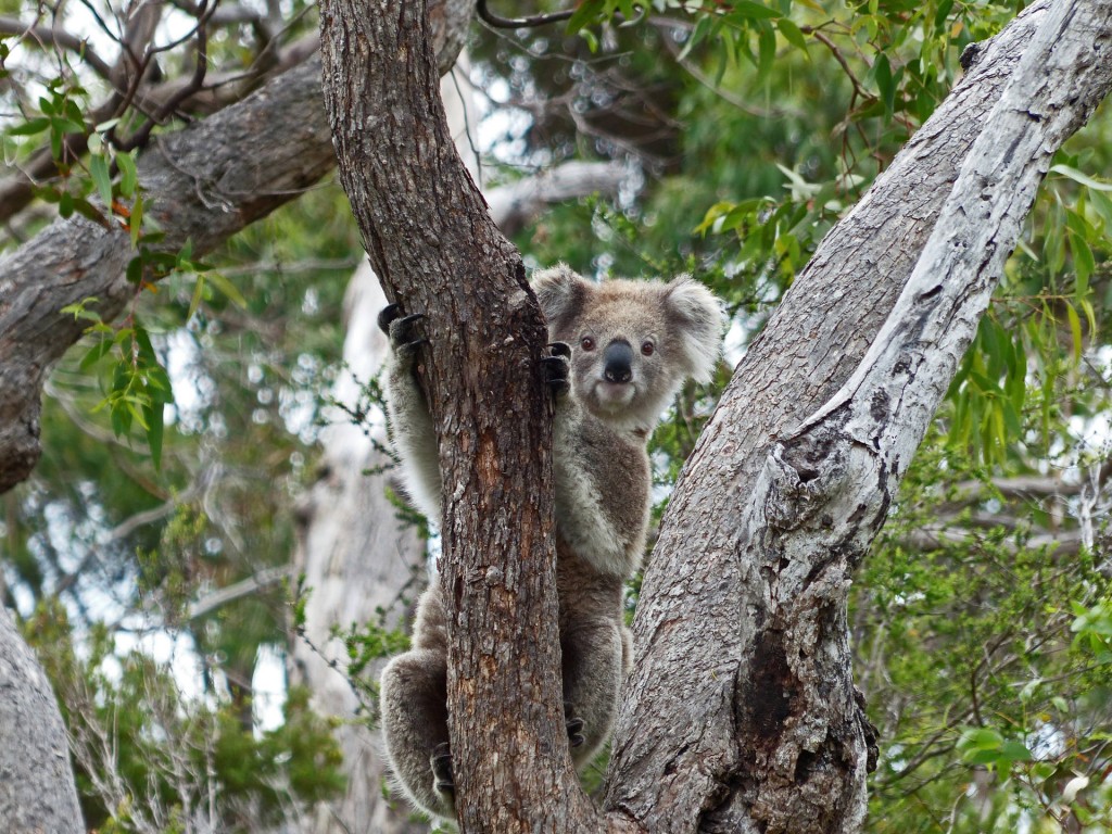 Koala auf Raymond Island