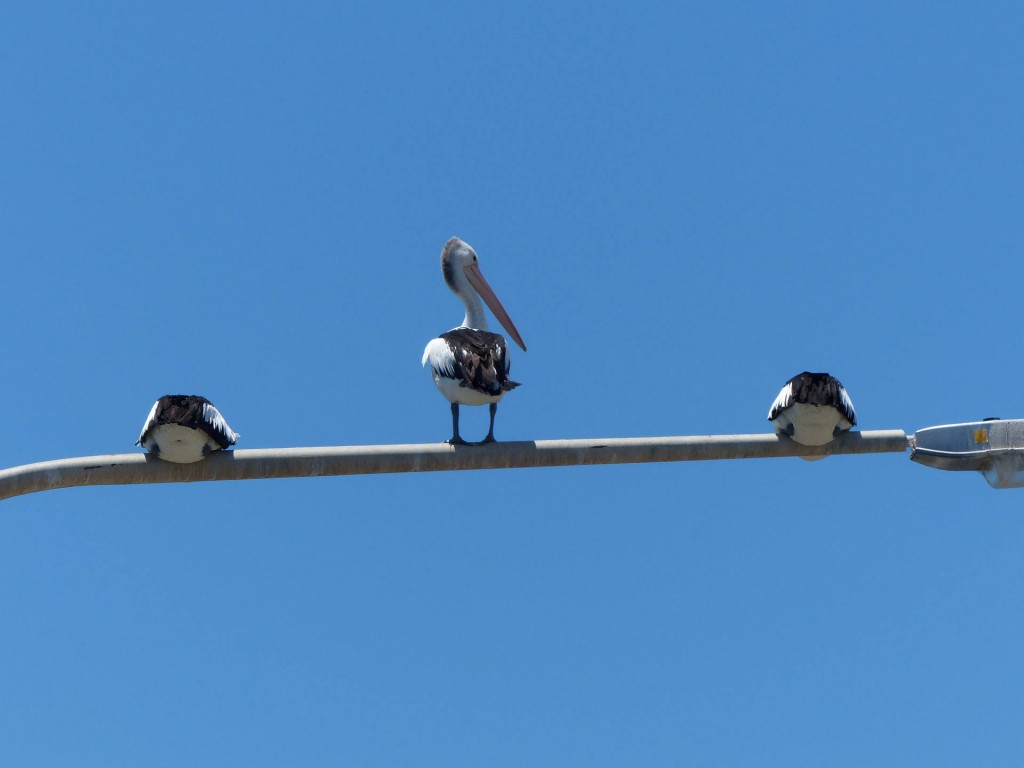 Pelikane auf einer Strassenlaterne in Batemans Bay