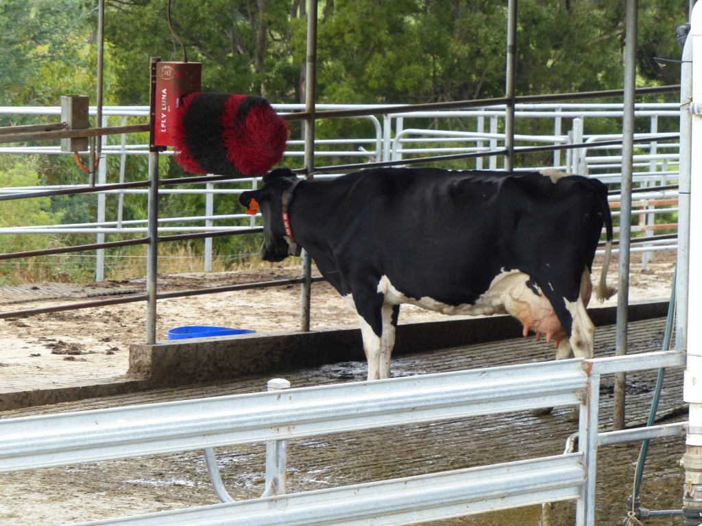 Kuh-Massage bei Pyengana Diary