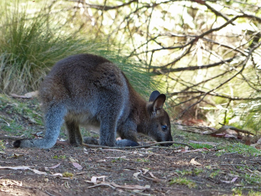 Wallaby grast in den Victorian Gardens