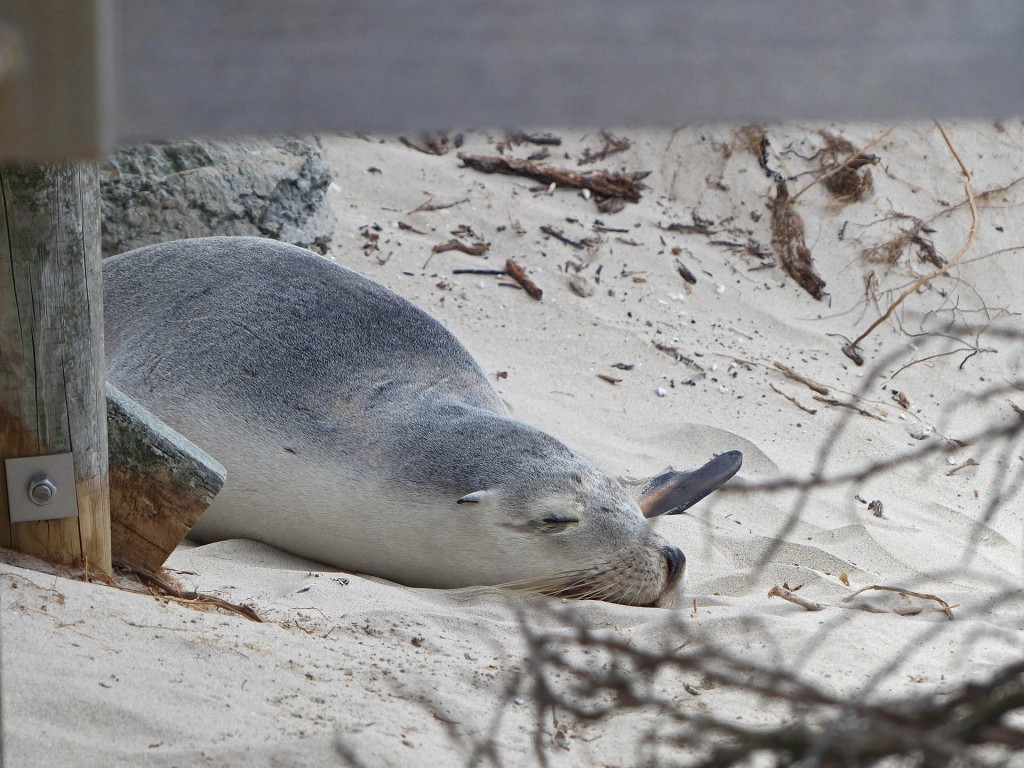 Schlafender, niedlicher Seelöwe an der Seal Bay, South Australia