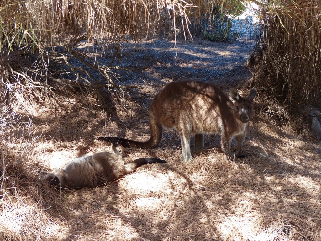 Kängurus im Schatten am Cape Borda